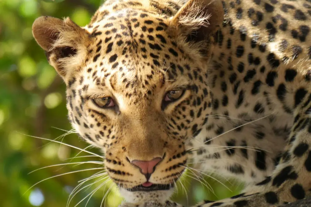 718368f15d203425fd242546fbe5e87b9f0a5ae5